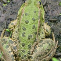 Marsh Frog